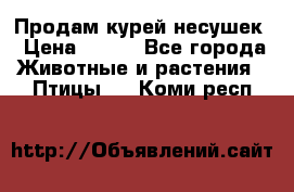 Продам курей несушек › Цена ­ 350 - Все города Животные и растения » Птицы   . Коми респ.